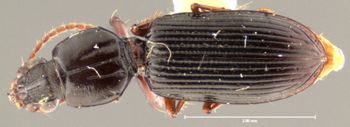 Media type: image;   Entomology 31979 Aspect: habitus dorsal view